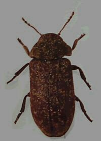 ��ľ�x����