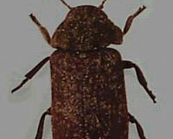 ��ľ�x����