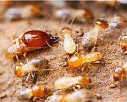 ��ρ����